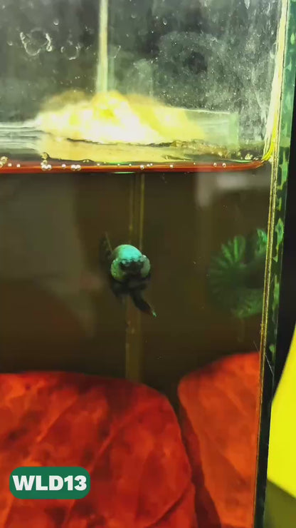 Wild Alien Male Betta Fish | You Pick Fish