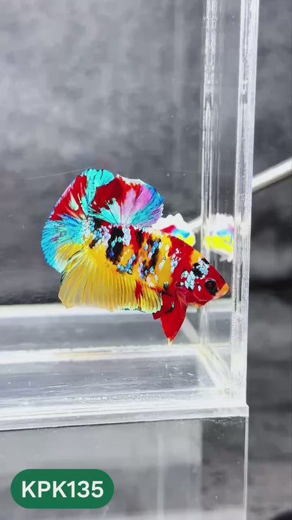 Multicolor Yellow Base Plakat Male Betta Fish | Order Directly From Farm |  You Pick Fish