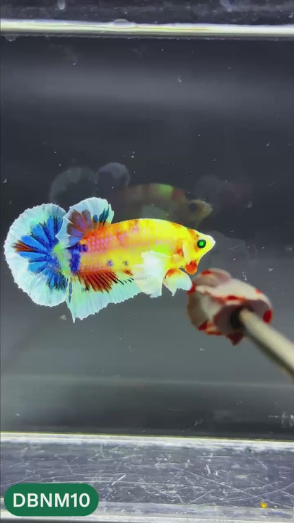 Dumbo Neno Neon Plakat Male Betta Fish | Neon Betta | You Pick Fish