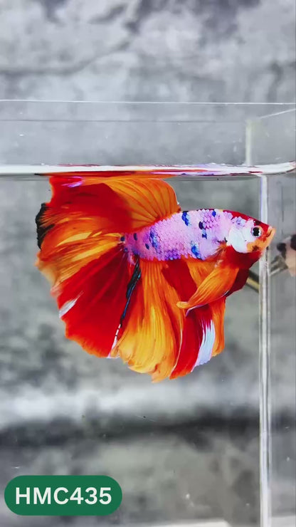 Multicolor Halfmoon Male Betta Fish | High Grade | Order Directly From Farm |  You Pick Fish |
