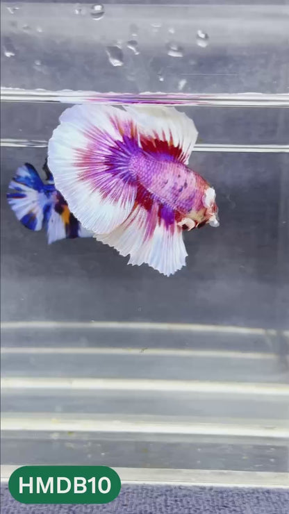 Dumbo Koi Nemo Halfmoon Male Betta | You Pick Fish