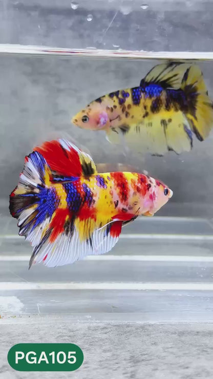 King Giant Plakat Male Betta Fish | You Pick Fish | High Grade