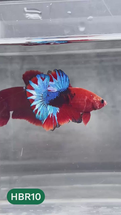 Hellboy Plakat Male Betta Fish | Order Directly From Farm | You Pick Fish