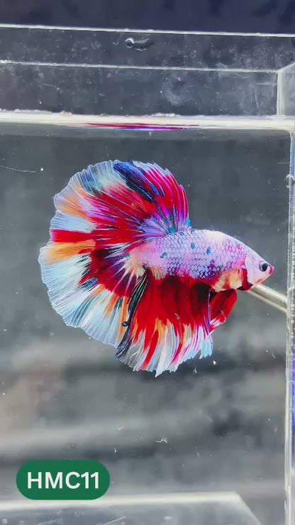 Multicolor Halfmoon Male Betta Fish | Order Directly From Farm | You Pick Fish
