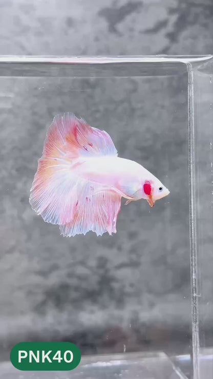 Pink Halfmoon Male Betta Fish | You Pick Fish | Order Directly From Farm