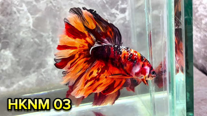 Nemo Halfmoon Male Betta Fish | Order Directly From Farm | You Pick Fish