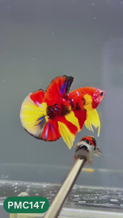 Multicolor Plakat Male Betta Fish |Show Grade|  You Pick Fish