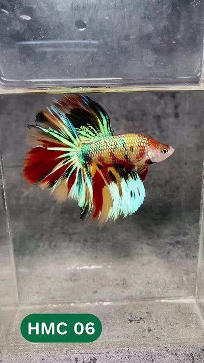 Multicolor Halfmoon Male Betta Fish | High Grade | Order Directly From Farm |  You Pick Fish |