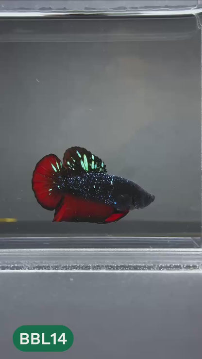 Black Star Nebula Plakat Male Betta | You Pick Betta | High Grade