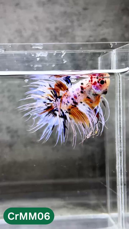Crowntail Multicolor Male Betta Fish | High Grade | You Pick Fish |