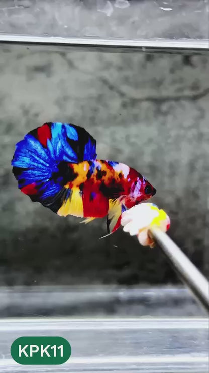 Multicolor Plakat Male Betta Fish |Show Grade|  You Pick Fish