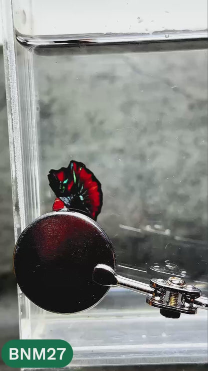 Dark Flame Hellfire Plakat Male Betta Fish | You Pick Fish | Rare Betta