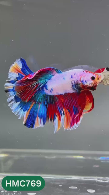 Nemo Halfmoon Male Betta Fish | Order Directly From Farm | You Pick Fish