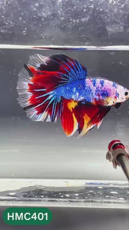 Nemo Halfmoon Male Betta Fish | Order Directly From Farm | You Pick Fish
