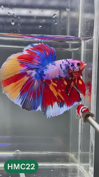 Multicolor Halfmoon Male Betta Fish | High Grade | Order Directly From Farm |  You Pick Fish |