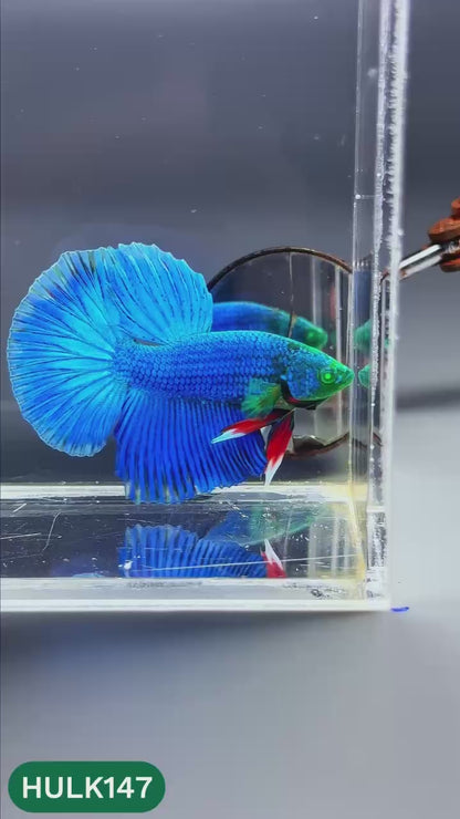 Black Hulk Halfmoon Male Betta Fish | You Pick Fish