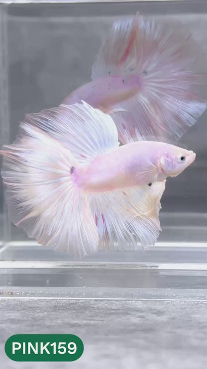 Pink Halfmoon Male Betta Fish | You Pick Fish | Order Directly From Farm