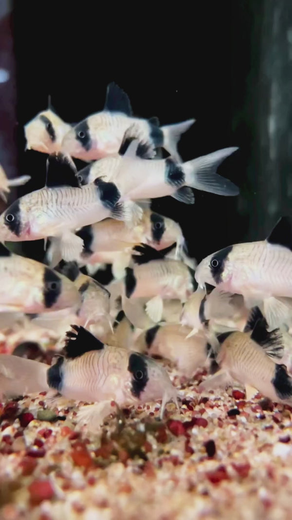 Panda Corydoras — Swimming Video