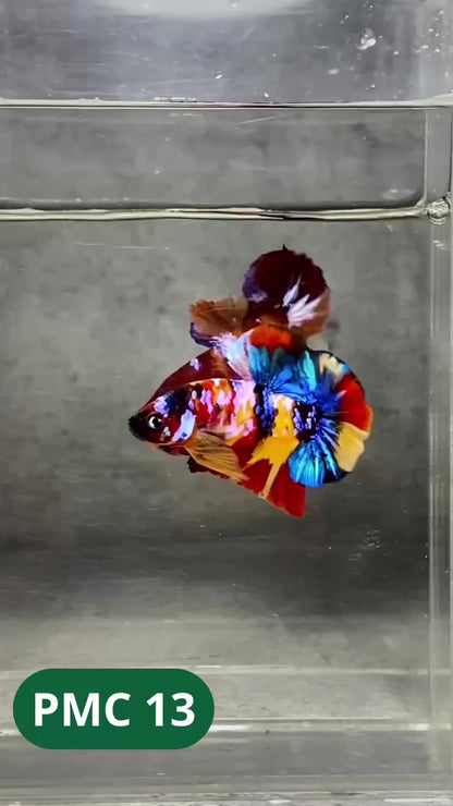 Multicolor Plakat Male Betta Fish |Show Grade|  You Pick Fish