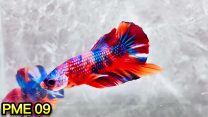 Metallic Plakat Betta Fish | You Pick Betta | Show Grade