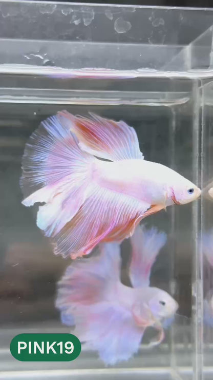 Pink Halfmoon Male Betta Fish | You Pick Fish | Order Directly From Farm