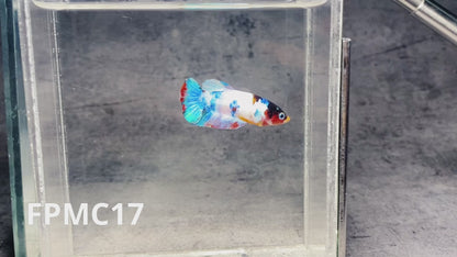 Multicolor Female Betta Fish | You Pick Fish  | High Grade