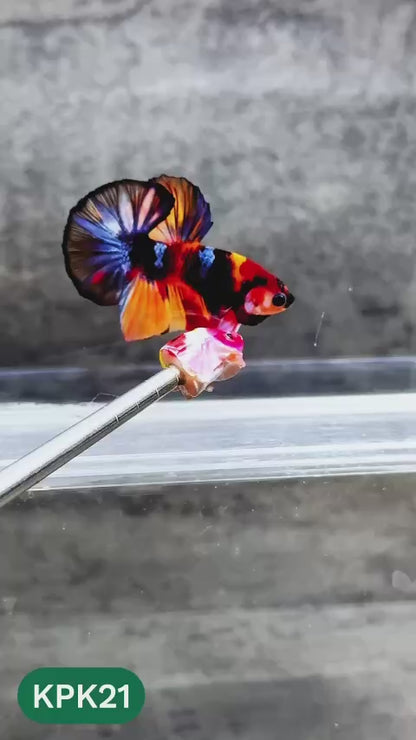 Multicolor Plakat Male Betta Fish |Show Grade|  You Pick Fish