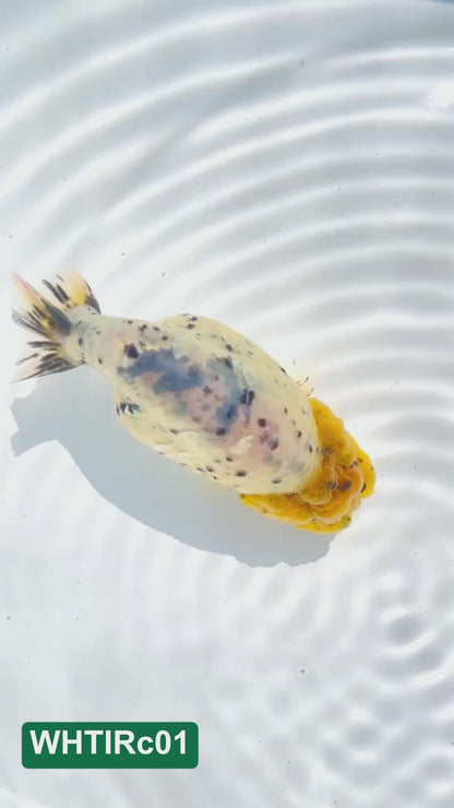 Pearl White Tiger Calico Ranchu Goldfish | You Pick Fish