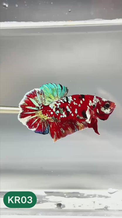 Golden Star Dust Galaxy Plakat Male Betta Fish | Super Rare | You Pick Fish