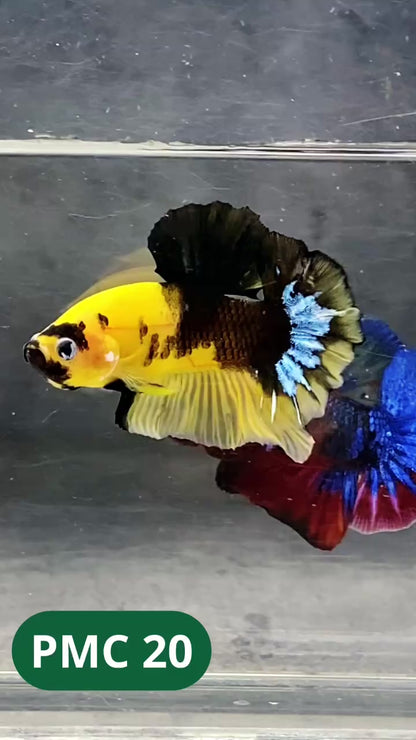 Multicolor Plakat Male Betta Fish |Show Grade|  You Pick Fish