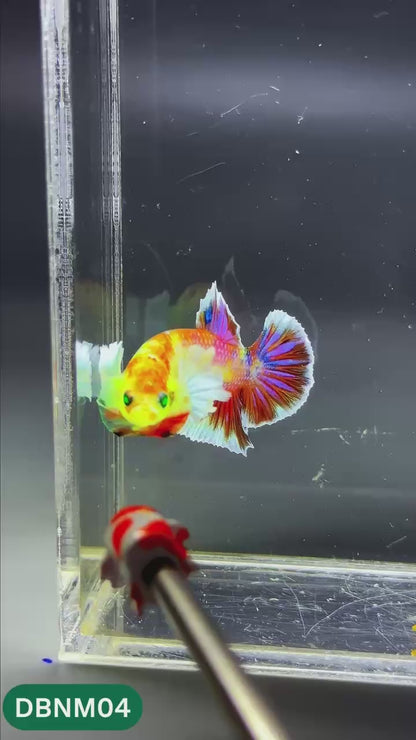 Dumbo Neno Neon Plakat Male Betta Fish | Neon Betta | You Pick Fish