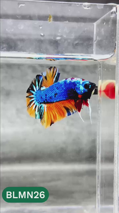 Dark Flame Hellfire Plakat Male Betta Fish | You Pick Fish | Rare Betta