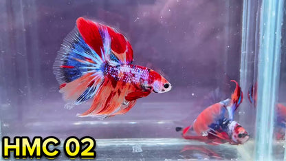 Multicolor Halfmoon Male Betta Fish | High Grade | Order Directly From Farm|  You Pick Fish |