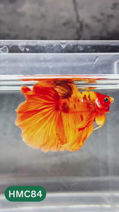 Nemo Halfmoon Male Betta Fish | Order Directly From Farm | You Pick Fish