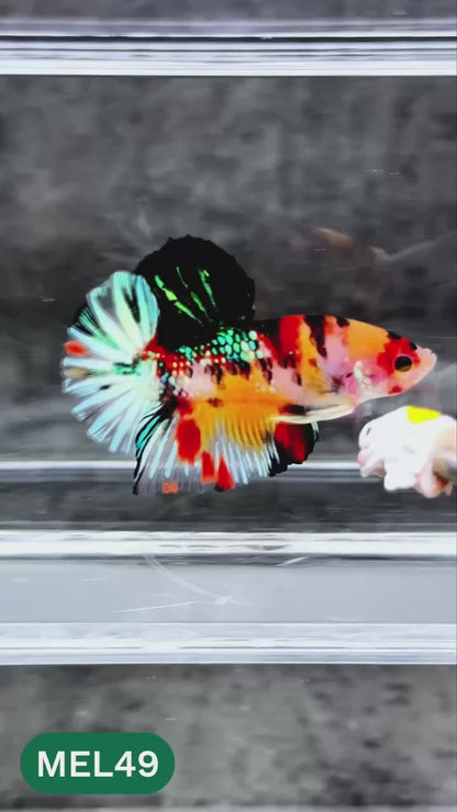 Metallic Plakat Betta Fish | You Pick Betta | Exotic Fish