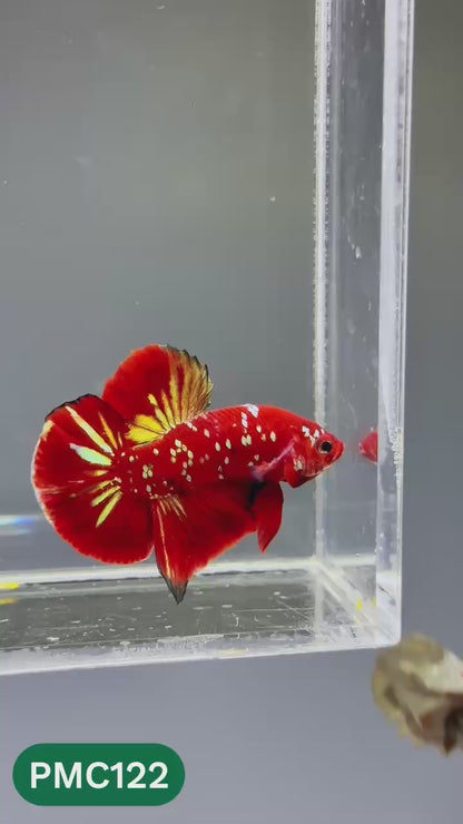 Multicolor Plakat Male Betta Fish |Show Grade|  You Pick Fish