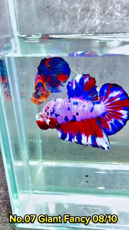 King Giant Plakat Male Betta Fish | You Pick Fish | High Grade