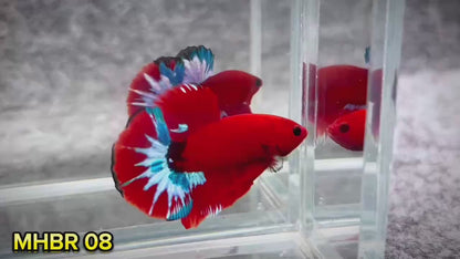 Hellboy Plakat Male Betta Fish | Order Directly From Farm | You Pick Fish