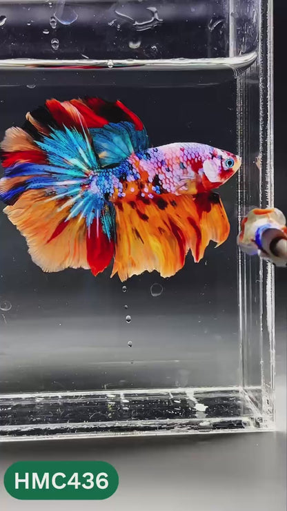 Nemo Halfmoon Male Betta Fish | Order Directly From Farm | You Pick Fish