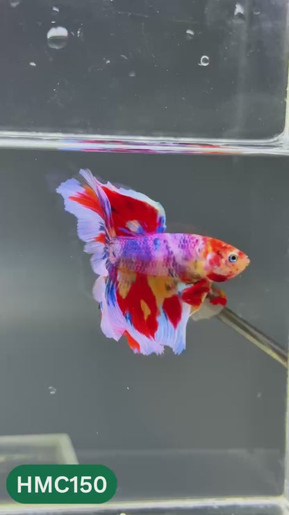 Multicolor Halfmoon Male Betta Fish | Order Directly From Farm | You Pick Fish