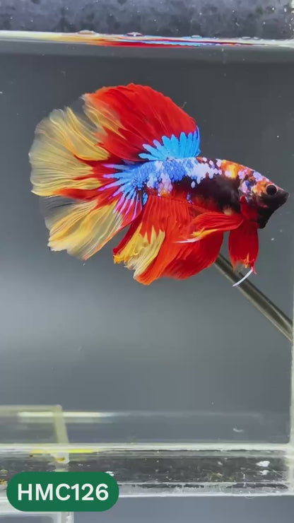 Multicolor Halfmoon Male Betta Fish | Order Directly From Farm | You Pick Fish