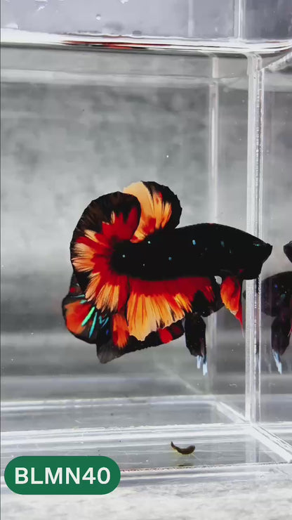 Dark Flame Hellfire Plakat Male Betta Fish | You Pick Fish | Rare Betta