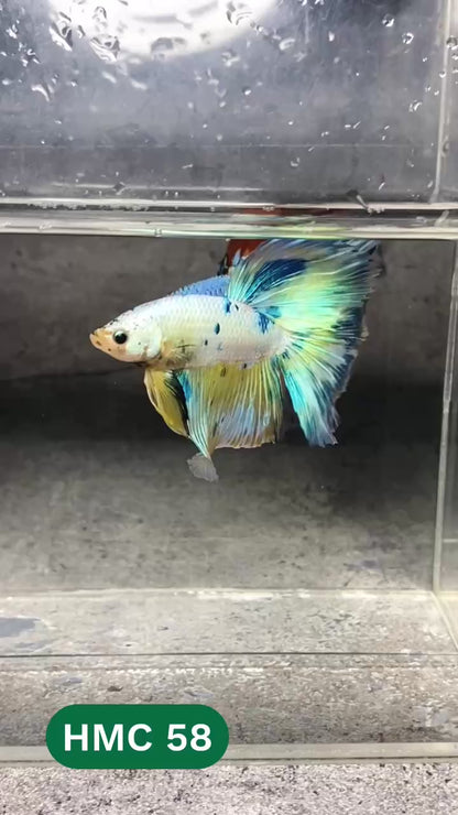 Multicolor Halfmoon Male Betta Fish | High Grade | Order Directly From Farm |  You Pick Fish |