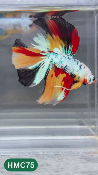 Multicolor Halfmoon Male Betta Fish | Order Directly From Farm | You Pick Fish
