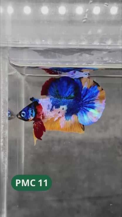 Multicolor Plakat Male Betta Fish |Show Grade|  You Pick Fish