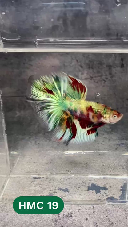 Multicolor Halfmoon Male Betta Fish | High Grade | Order Directly From Farm |  You Pick Fish |