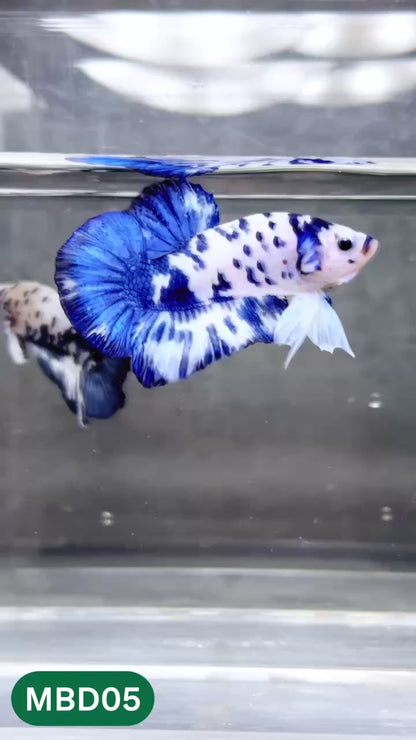 Blue Marble Dot Plakat Male Betta Fish | You Pick Fish