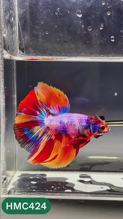 Nemo Halfmoon Male Betta Fish | Order Directly From Farm | You Pick Fish