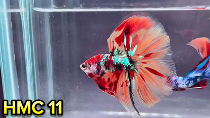 Multicolor Halfmoon Male Betta Fish | High Grade | Order Directly From Farm|  You Pick Fish |