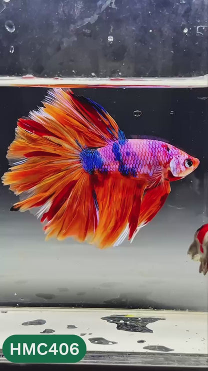 Nemo Halfmoon Male Betta Fish | Order Directly From Farm | You Pick Fish